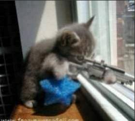 dangereux pour un chat